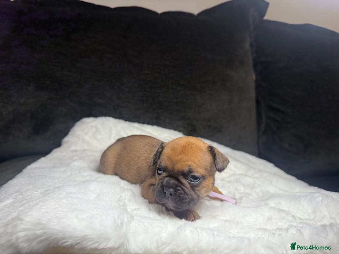 French Bulldog dogs for sale: French Bulldog puppies - Advert 10