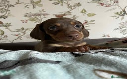 Miniature Dachshund dogs for sale: Miniature Dachshund puppies - Image 2