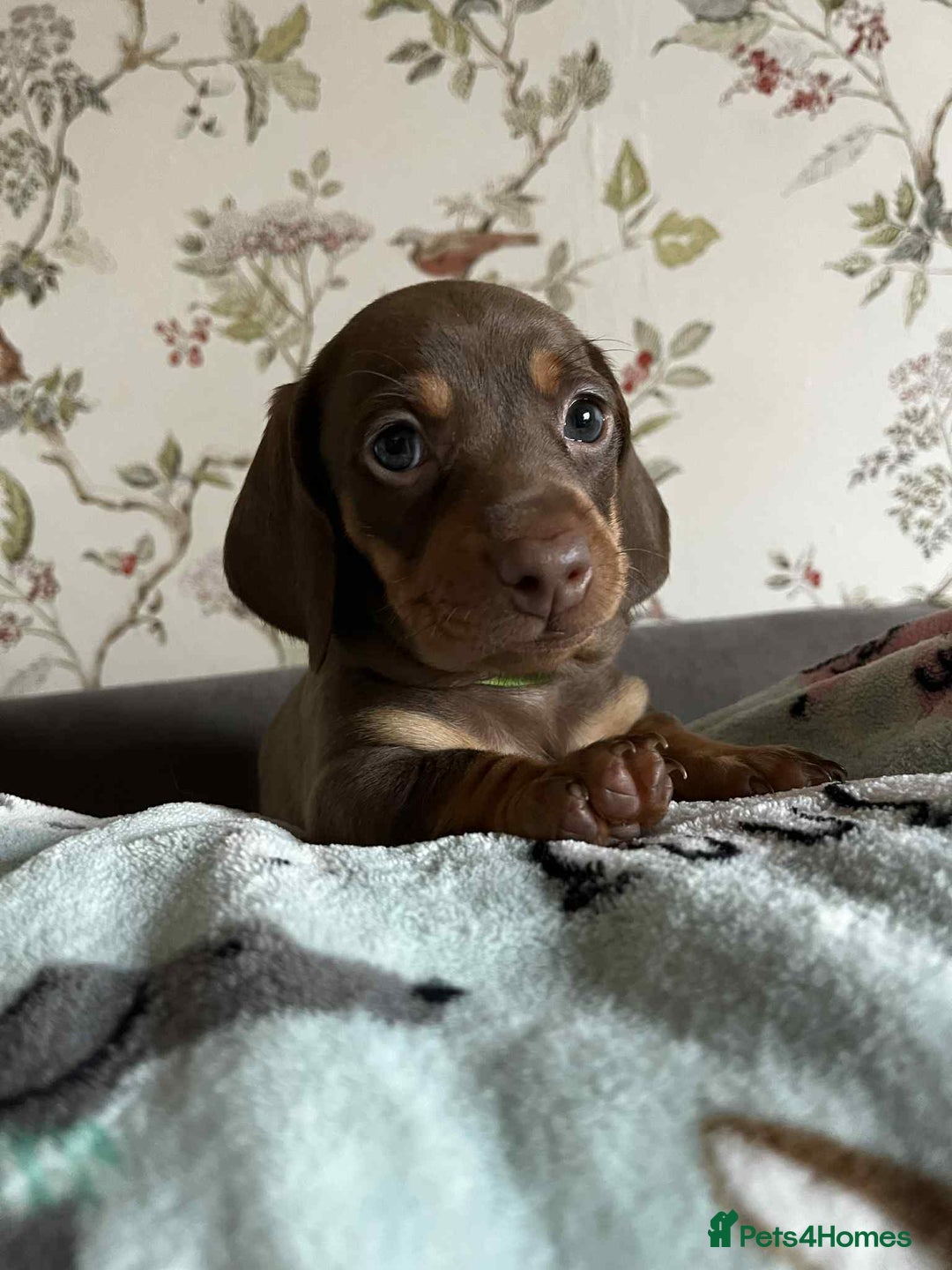 Miniature Dachshund dogs for sale: Miniature Dachshund puppies - Image 2