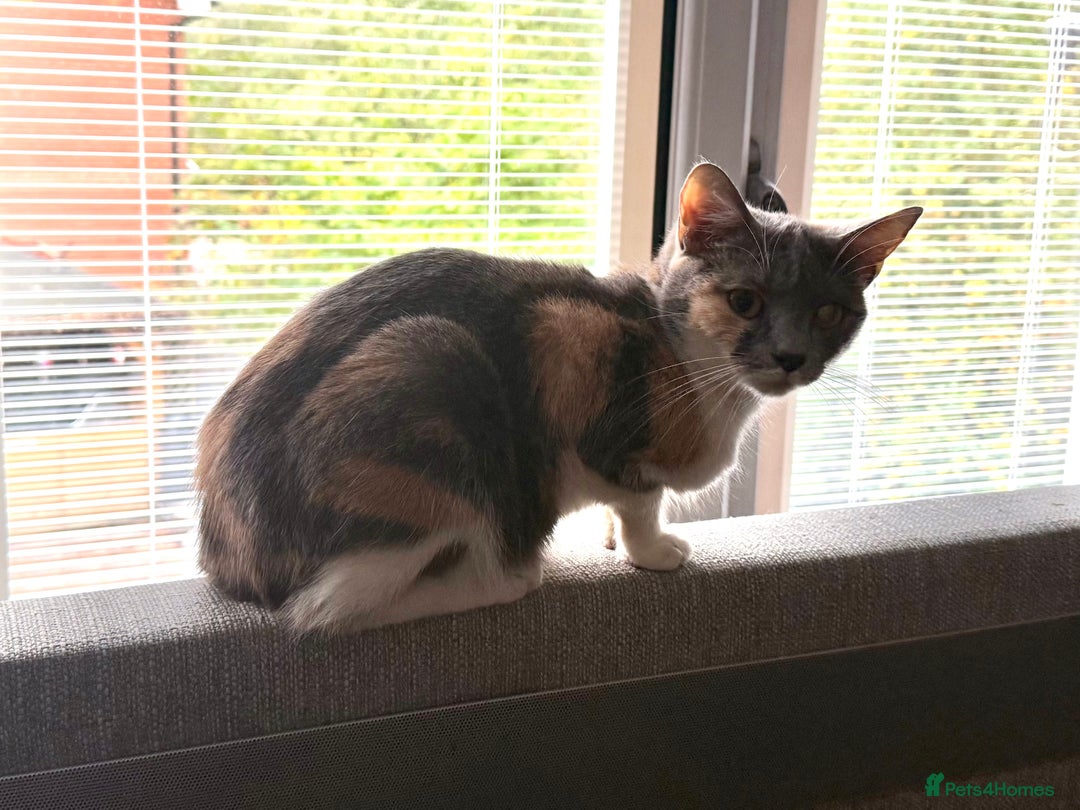British Shorthair cats for sale: 3 Year Old Peach Calico Female Cat - Image 4