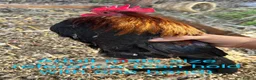 Chickens poultry for sale: Male serama chicken roosters & hatching eggs - Advert 2