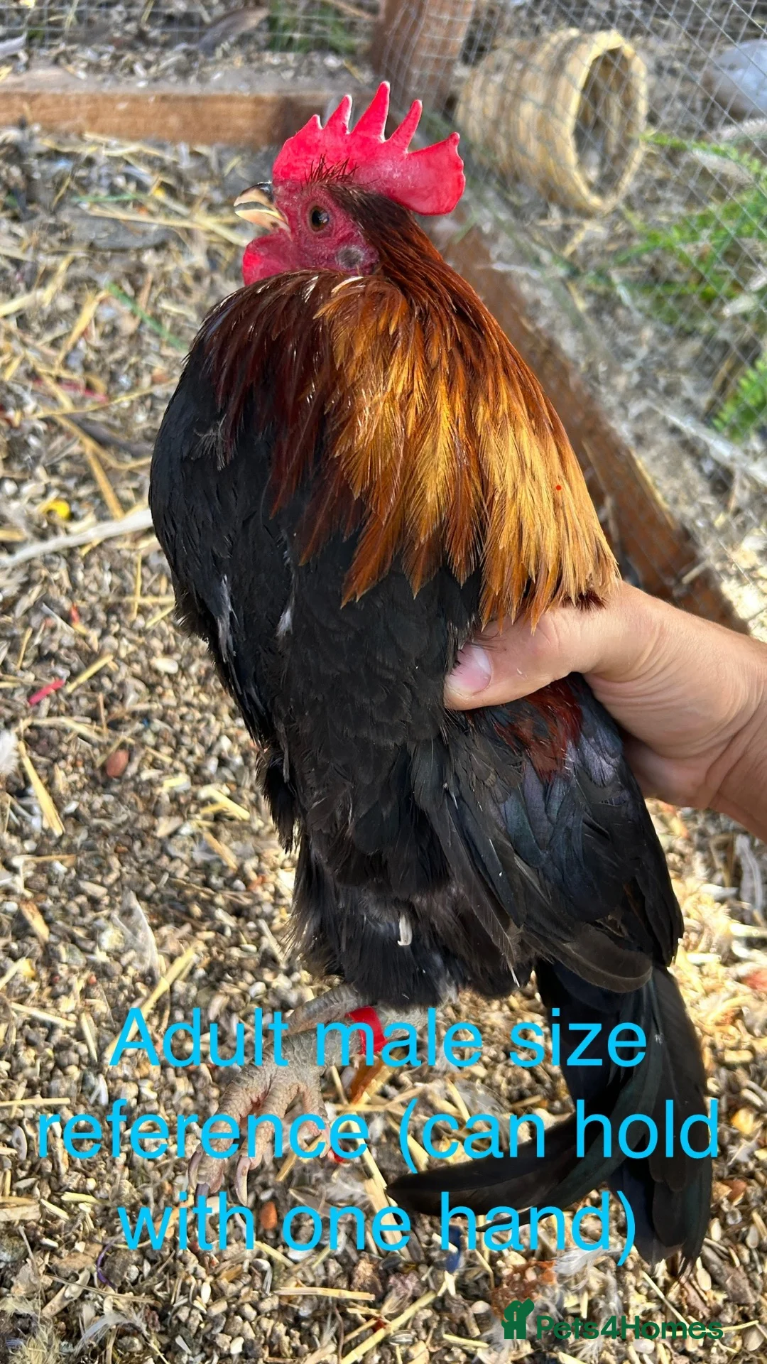 Chickens poultry for sale: Male serama chicken roosters & hatching eggs - Advert 2