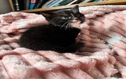 Mixed Breed cats for sale: 3 adorable kittens! Ready in 3 weeks!! 🐈‍⬛🐈‍⬛ - Image 2