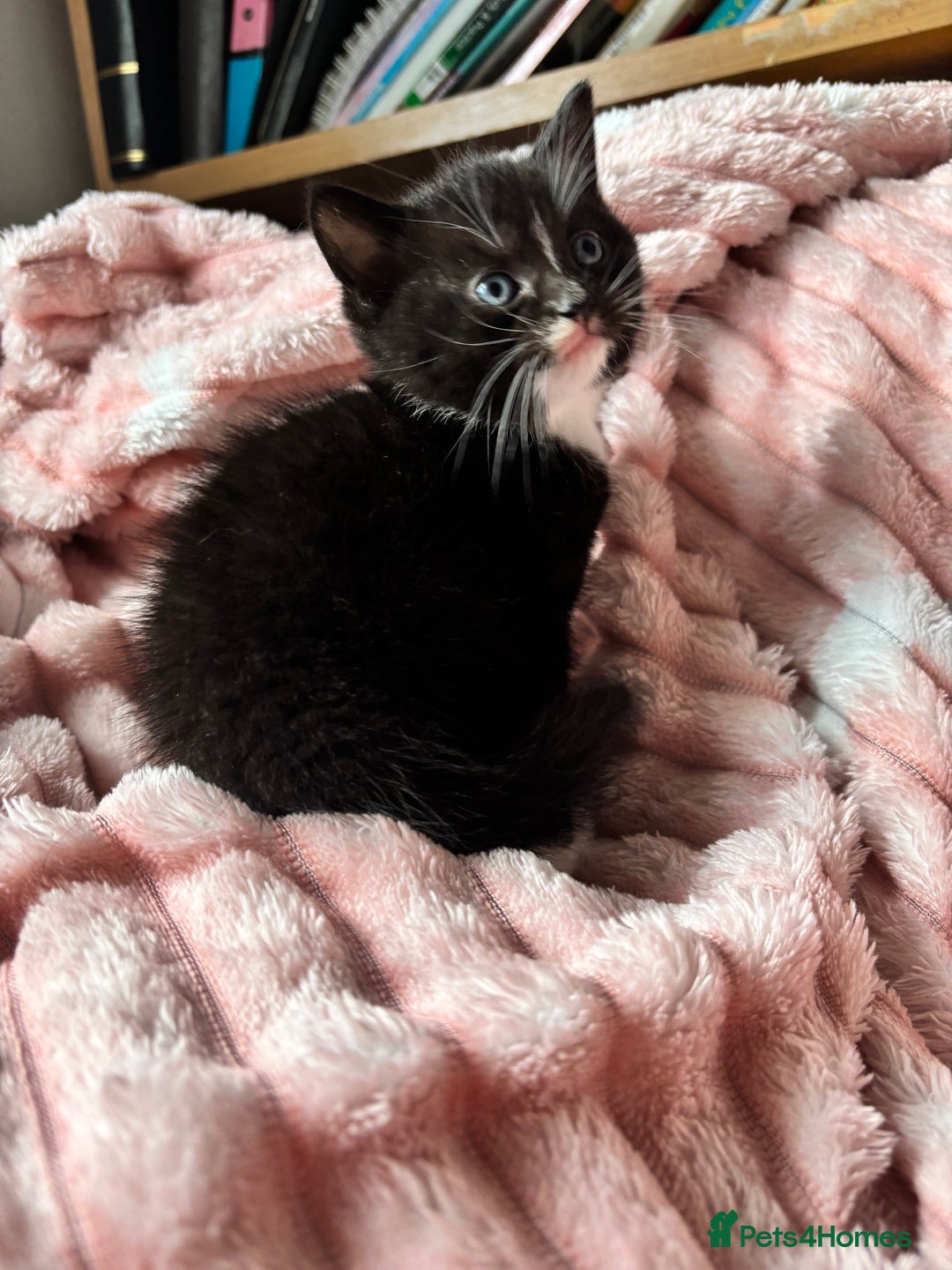 Mixed Breed cats for sale: 3 adorable kittens! Ready in 3 weeks!! 🐈‍⬛🐈‍⬛ - Image 2