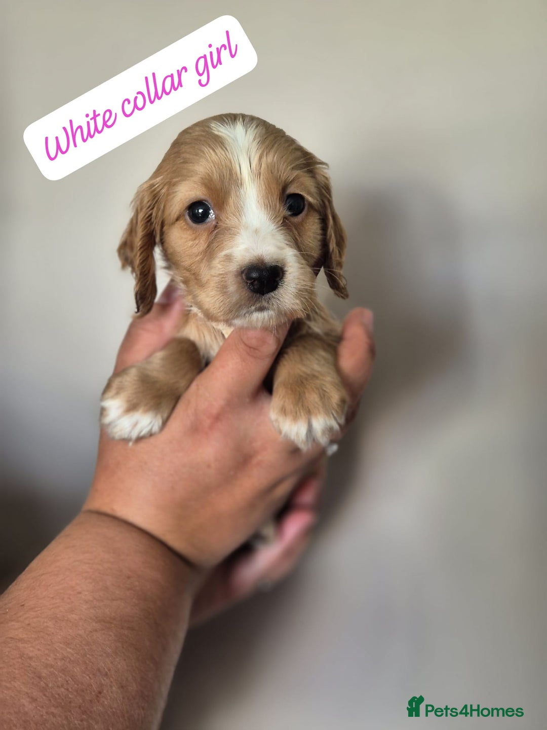 Cocker Spaniel dogs for sale: Beautiful litter of working type cocker spaniels - Image 8