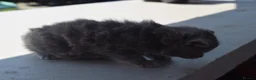 Mixed Breed cats for sale: 3 of the fluffiest, friendliest kittens for sale! - Advert 13