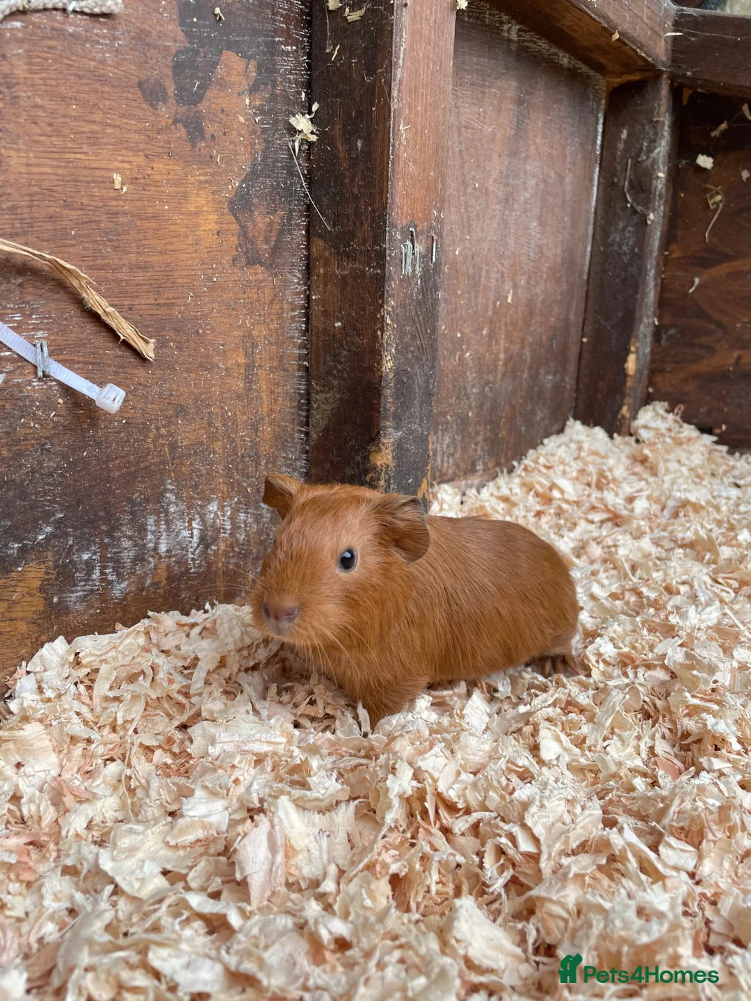 Guinea Pig rodents for sale: 2 baby male guinea pigs  in Bideford - Advert 2