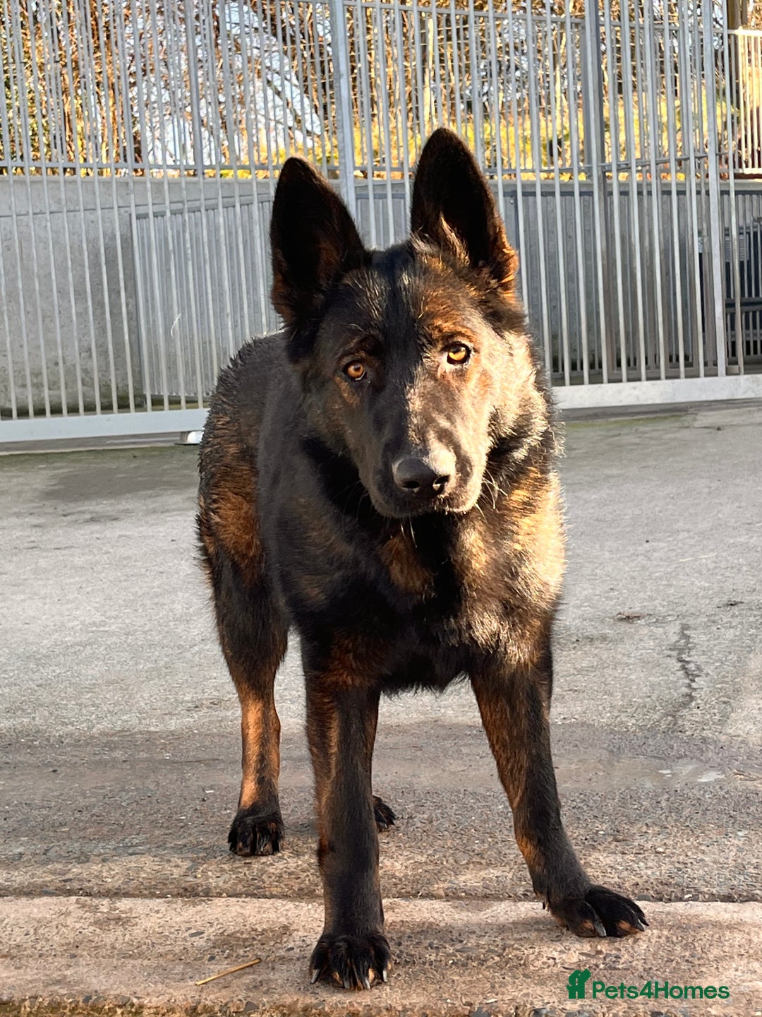 German Shepherd dogs for sale: KC Reg bitch Family Dog - Advert 2