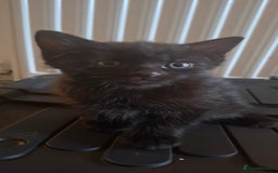 Bombay cats for sale: two black kittens  - Image 1