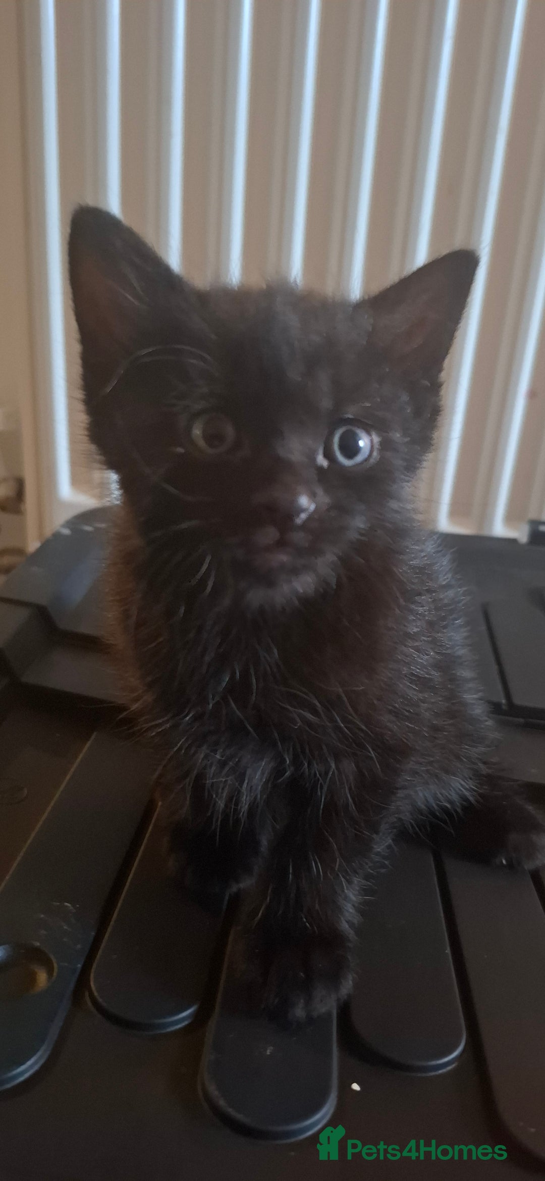 Bombay cats for sale: two black kittens  - Image 1