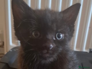 Bombay cats two black kittens - Advert 9