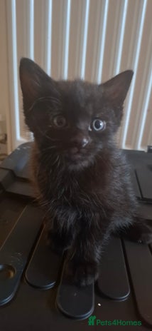 Bombay cats - Advert 1