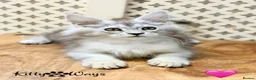 Maine Coon cats for sale: 🐾💠 *TICA REG* SILVER MAINE COON KITTENS 💠🐾 - Advert 8