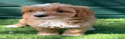 Cockapoo dogs for sale: Gorgeous Toy Cockapoo pups - Advert 5