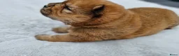 Chow Chow dogs for sale: Show stopping DWKC chow chow pups - Advert 17