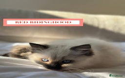 Ragdoll cats for sale: GORGREOUS 1/2 PEDIGREE RAGDOLL KITTENS 💗 - Image 17