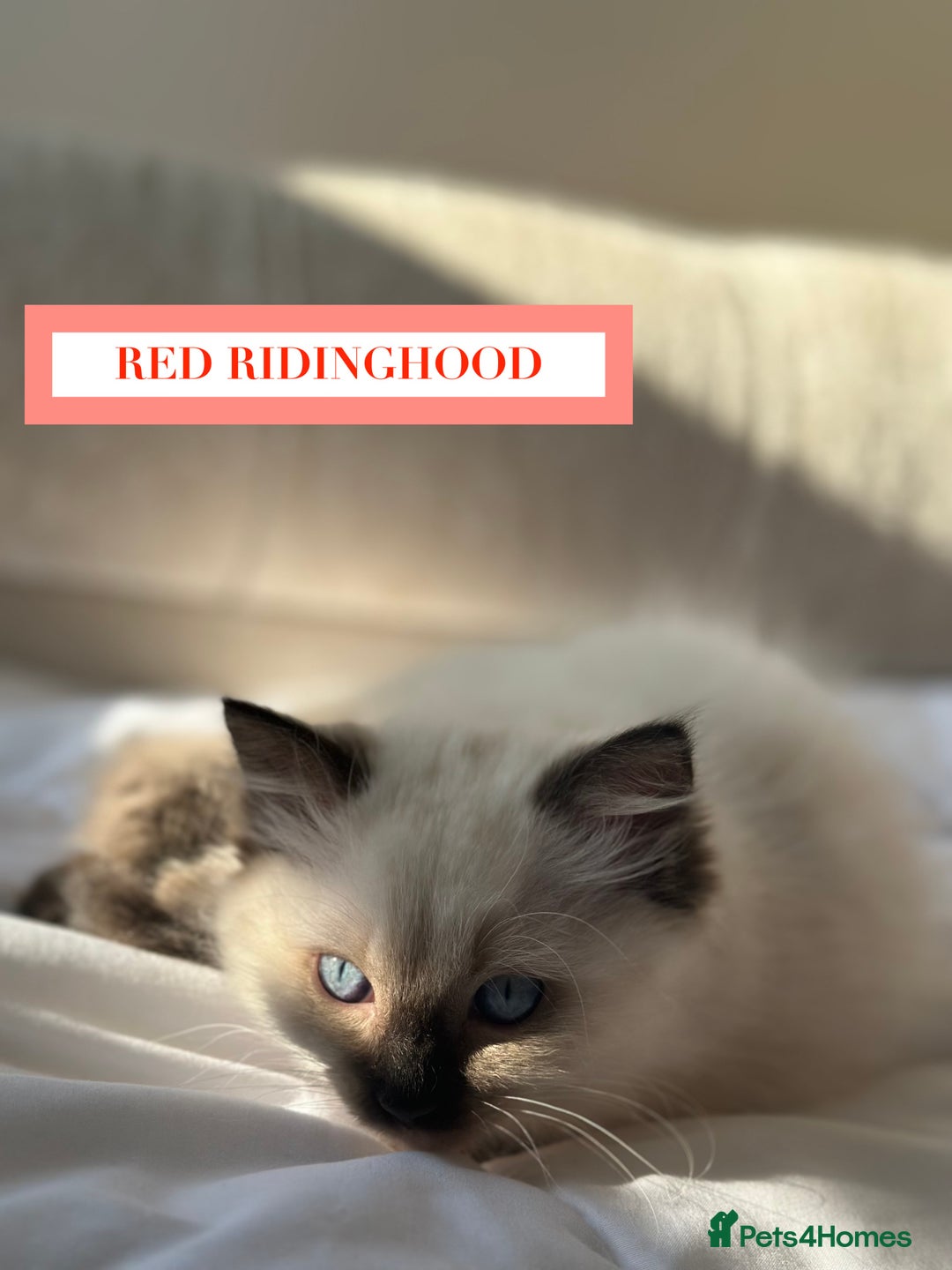 Ragdoll cats for sale: GORGREOUS 1/2 PEDIGREE RAGDOLL KITTENS 💗 - Image 17