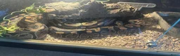 Python Snake reptiles for sale: Ball pythons (royal pythons) male and female  - Advert 7