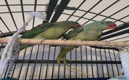 Ringnecks birds for sale: Alexander ringnecks - Image 1