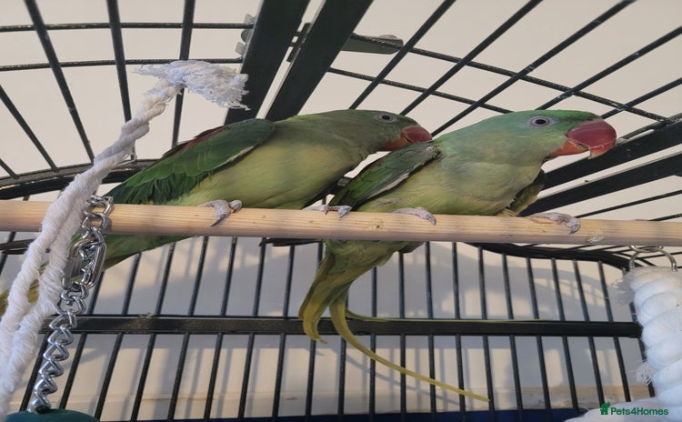 Ringnecks birds - Advert 1