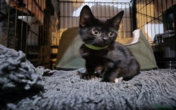 Mixed Breed cats for sale: Adorable black kittens for sale  - Image 21