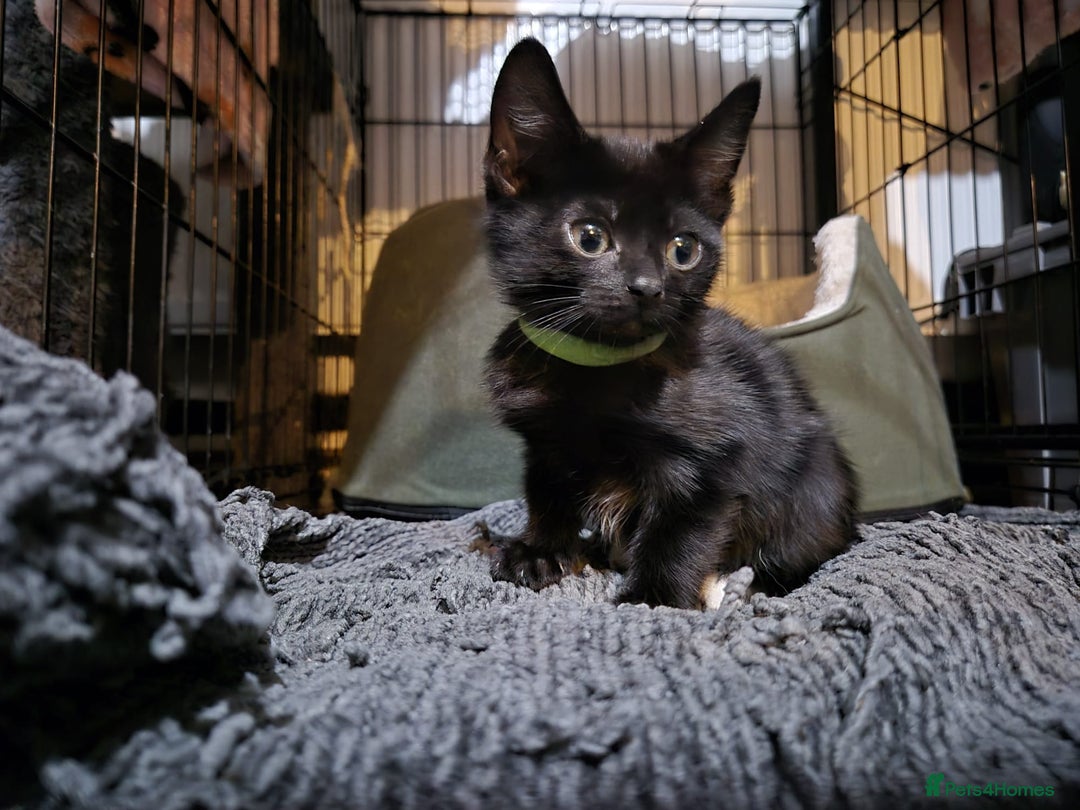 Mixed Breed cats for sale: Adorable black kittens for sale  - Image 21