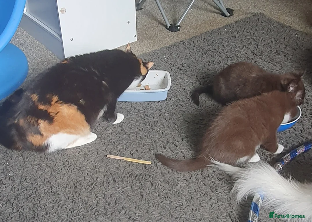 Mixed Breed cats for sale: 2 beautiful girls ready for forever homes - Advert 2