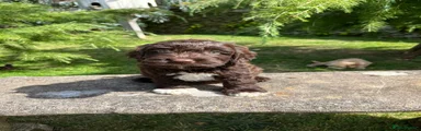 Cockapoo 1