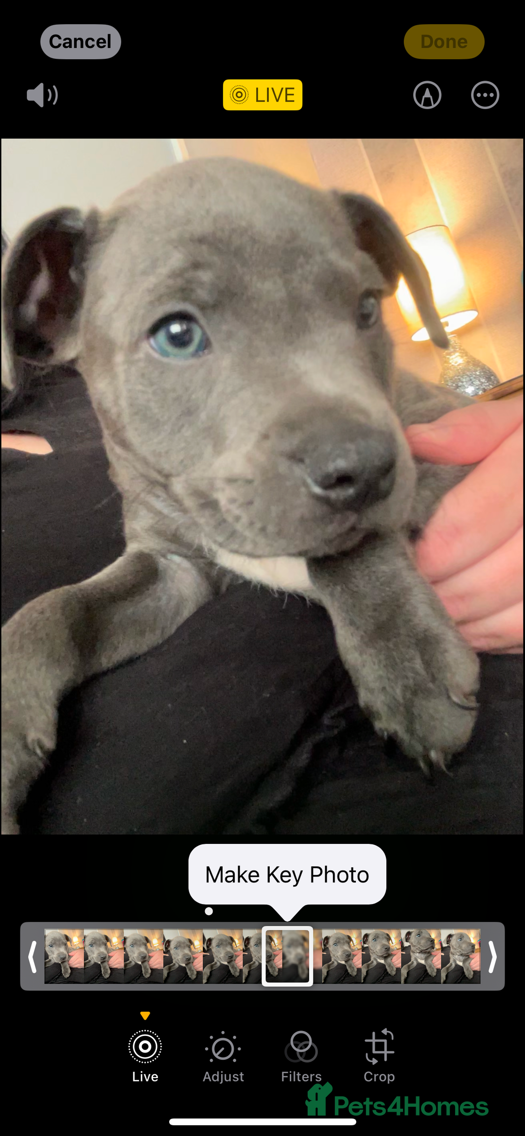 Staffordshire Bull Terrier dogs for sale: Blue staff pups  - Image 30