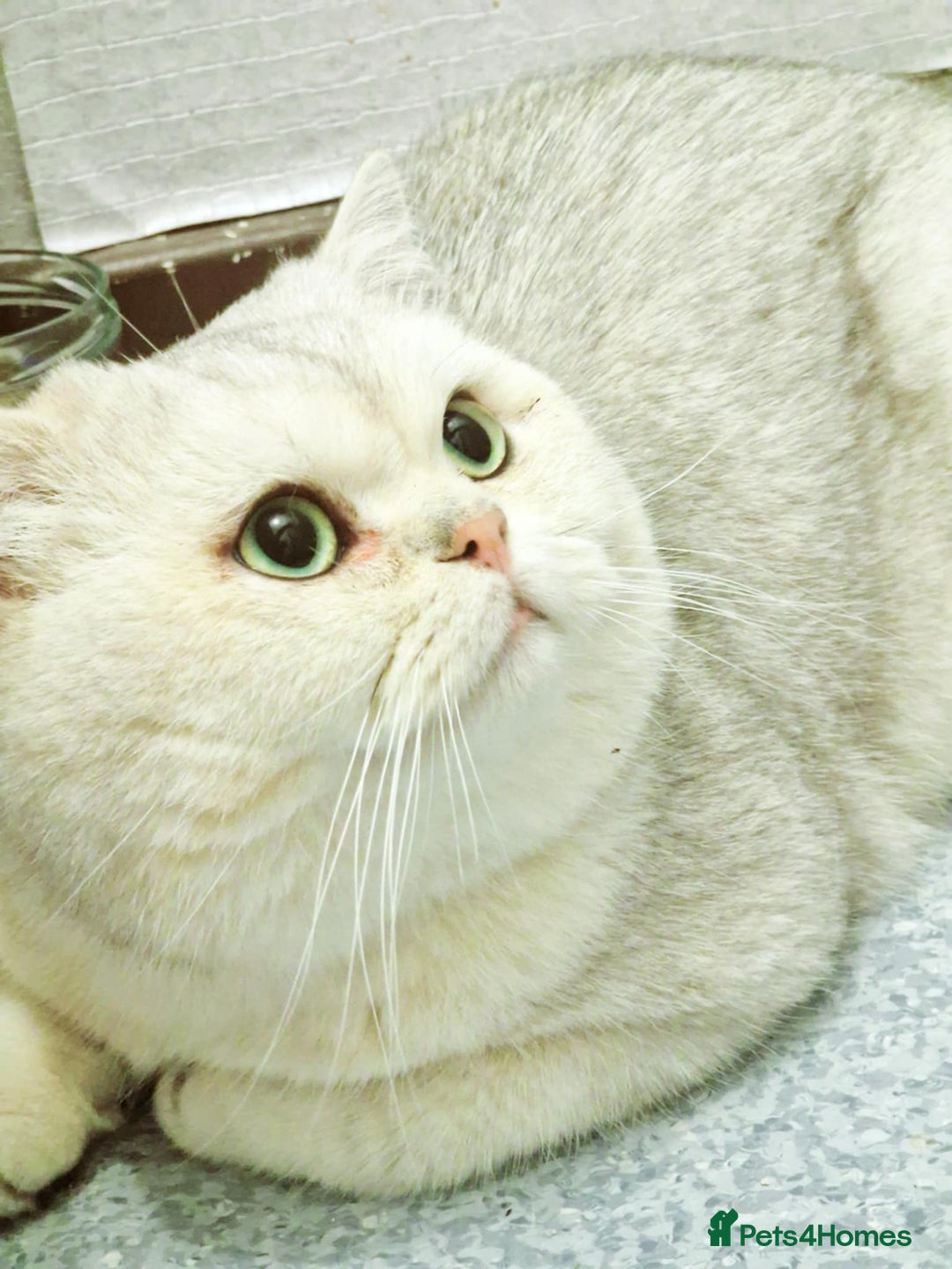 British Shorthair cats for stud: ❤ British Short Hair Active Stud ❤ Champion ❤ in Doncaster - Advert 5