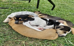 Jack Russell dogs for sale: 🐾Jack Russell Puppies🐾 - Image 1