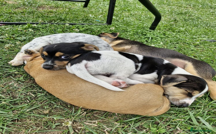 Jack Russell dogs - Advert 2