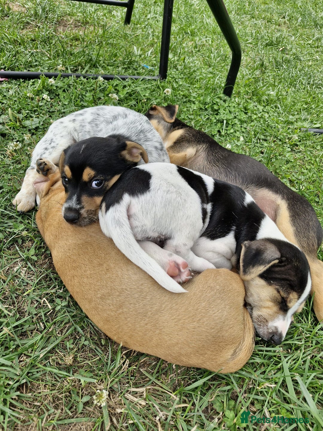 Jack Russell dogs for sale: 🐾Jack Russell Puppies🐾 - Image 1