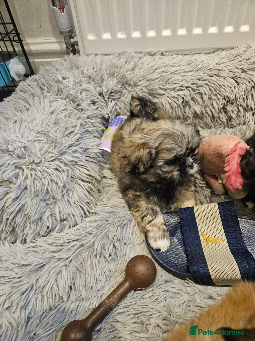 Shih Tzu dogs for sale: Wolf shih tzu puppy - Advert 5
