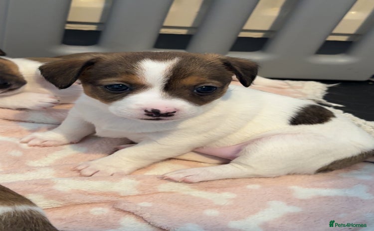 Jack Russell dogs Tri short legged jack Russell puppies - Advert 2