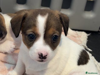 Jack Russell dogs Tri short legged jack Russell puppies - Advert 4