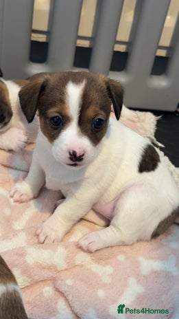 Jack Russell dogs Tri short legged jack Russell puppies - Advert 2
