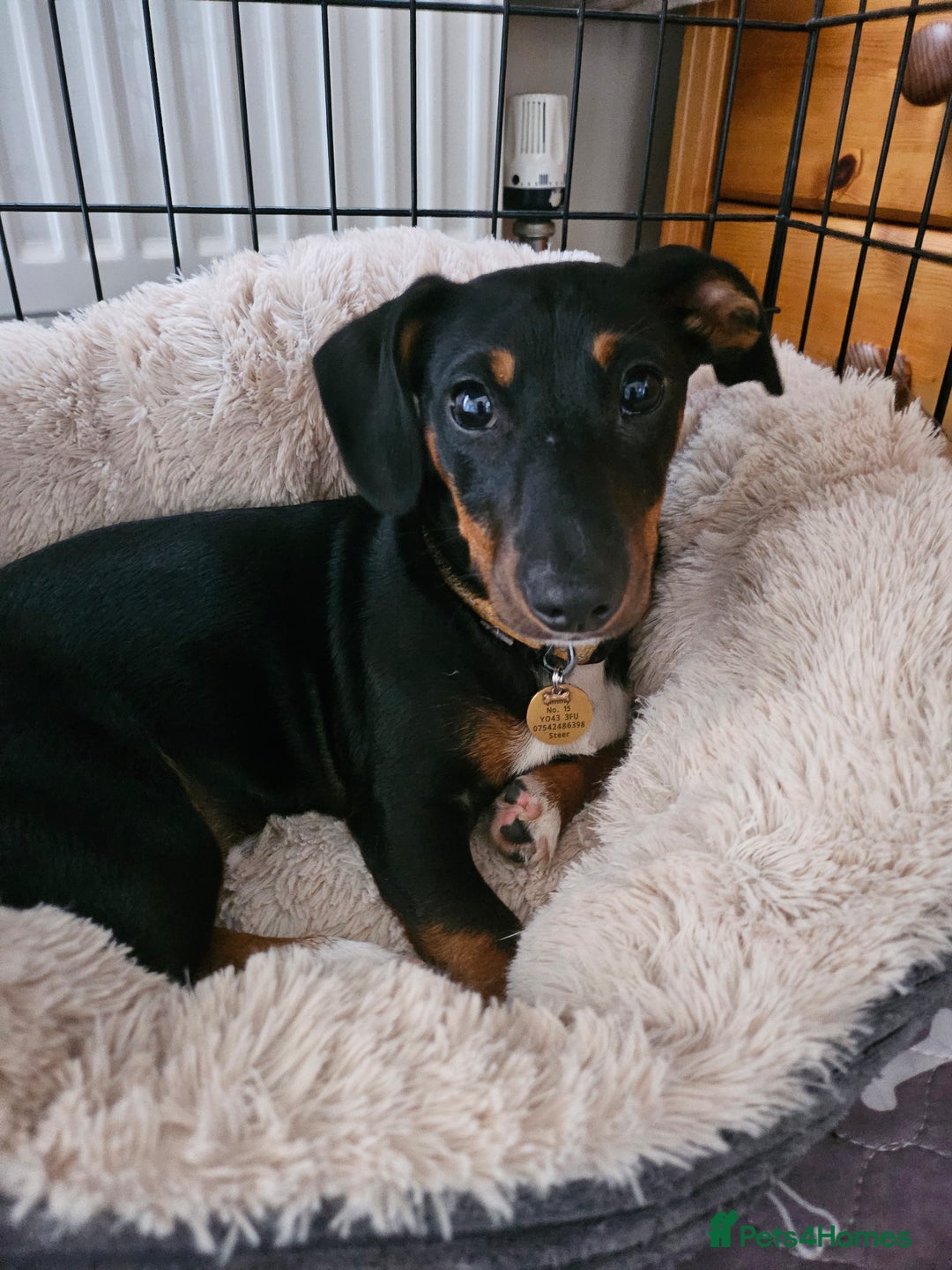 Mixed Breed dogs for sale: Lovely Jimmy needs a new home ASAP. - Image 2