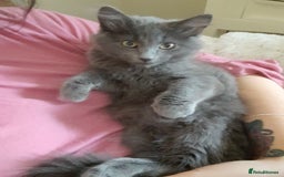 British Longhair cats for sale: British blue longhair - Image 9