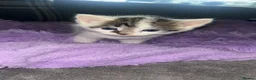 Mixed Breed cats for sale: Beautiful kittens  in Newcastle - Advert 3