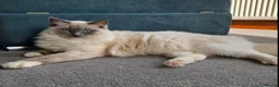 Ragdoll cats for stud: GCCF Active Blue Point Mitted Ragdoll Stud - Advert 2