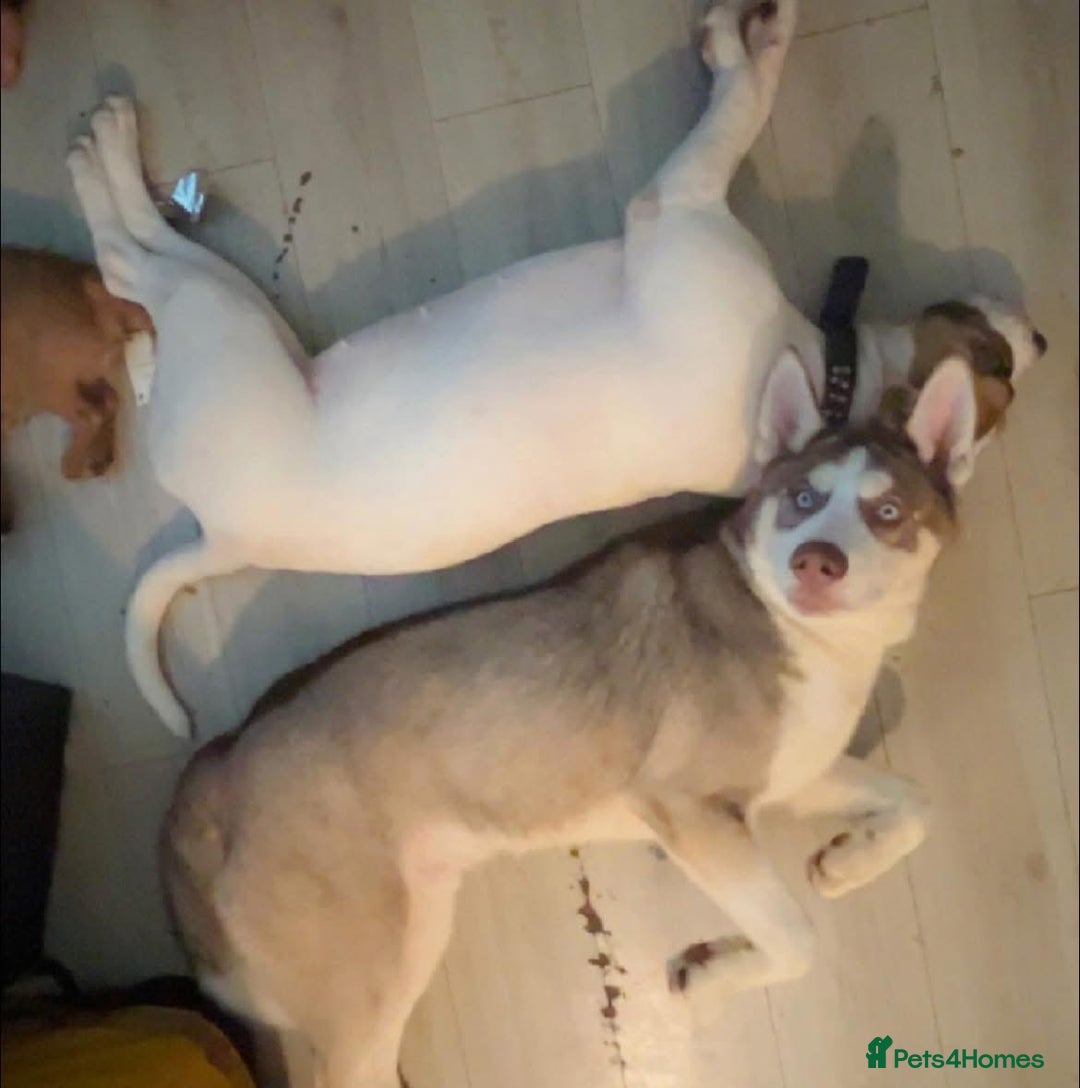Siberian Husky dogs for sale: Male husky needing new home - Image 2