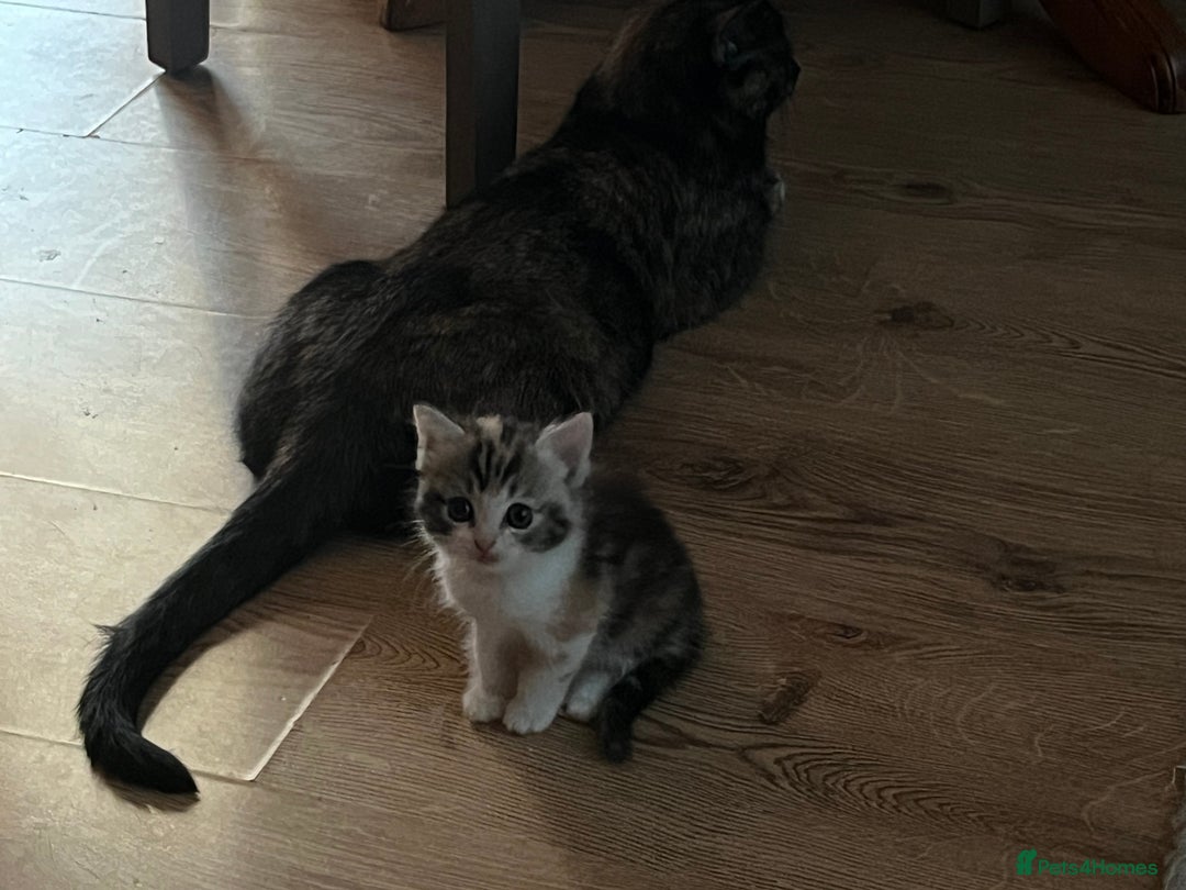 Ragdoll cats for sale: Ragdoll x tortoise shell kittens - Image 11