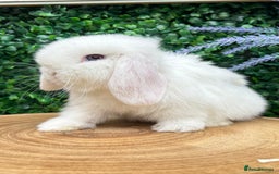 Mini Lop rabbits for sale: Mini lop babies 🌟 in Hartlepool - Image 7