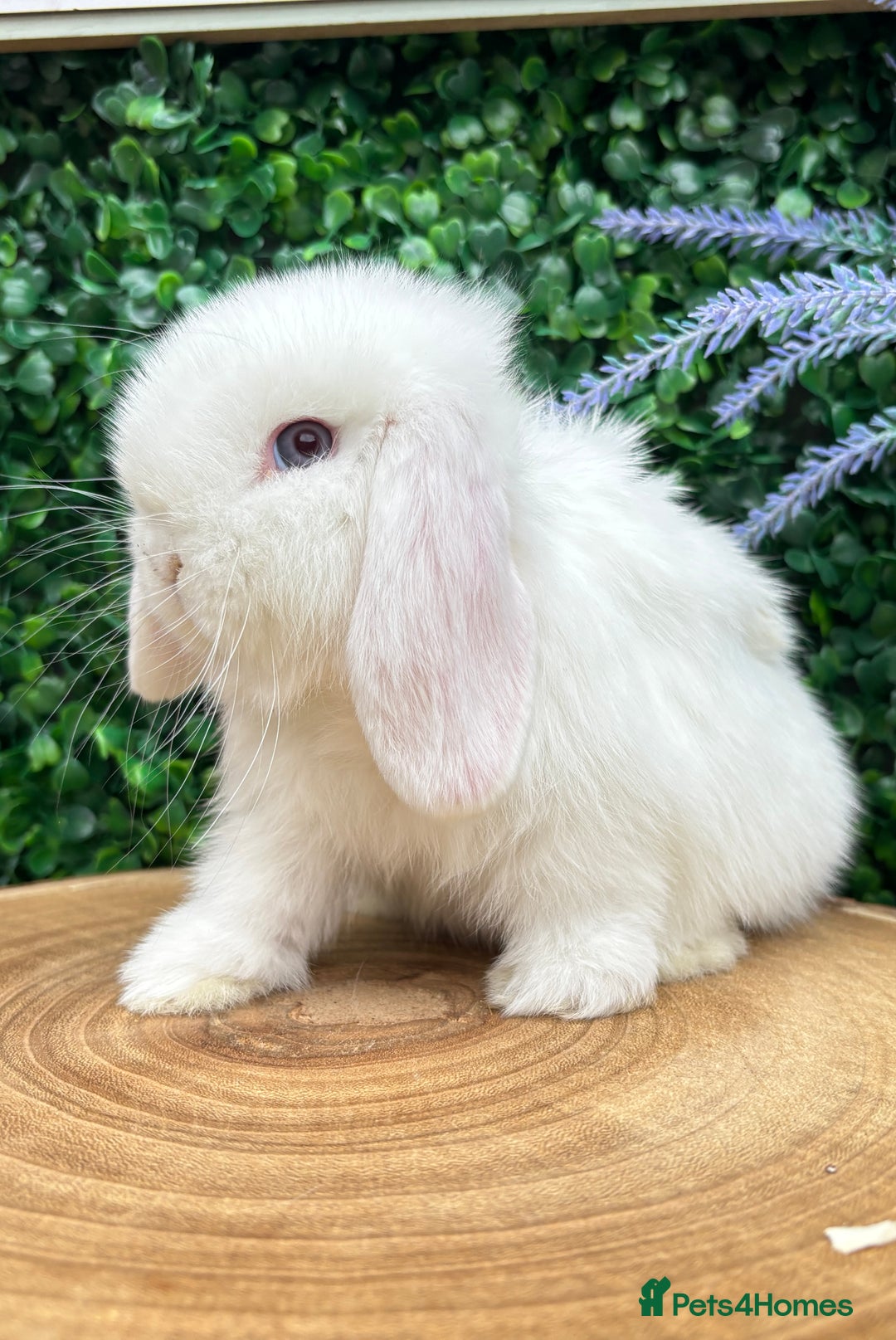 Mini Lop rabbits for sale: Mini lop babies 🌟 in Hartlepool - Image 7