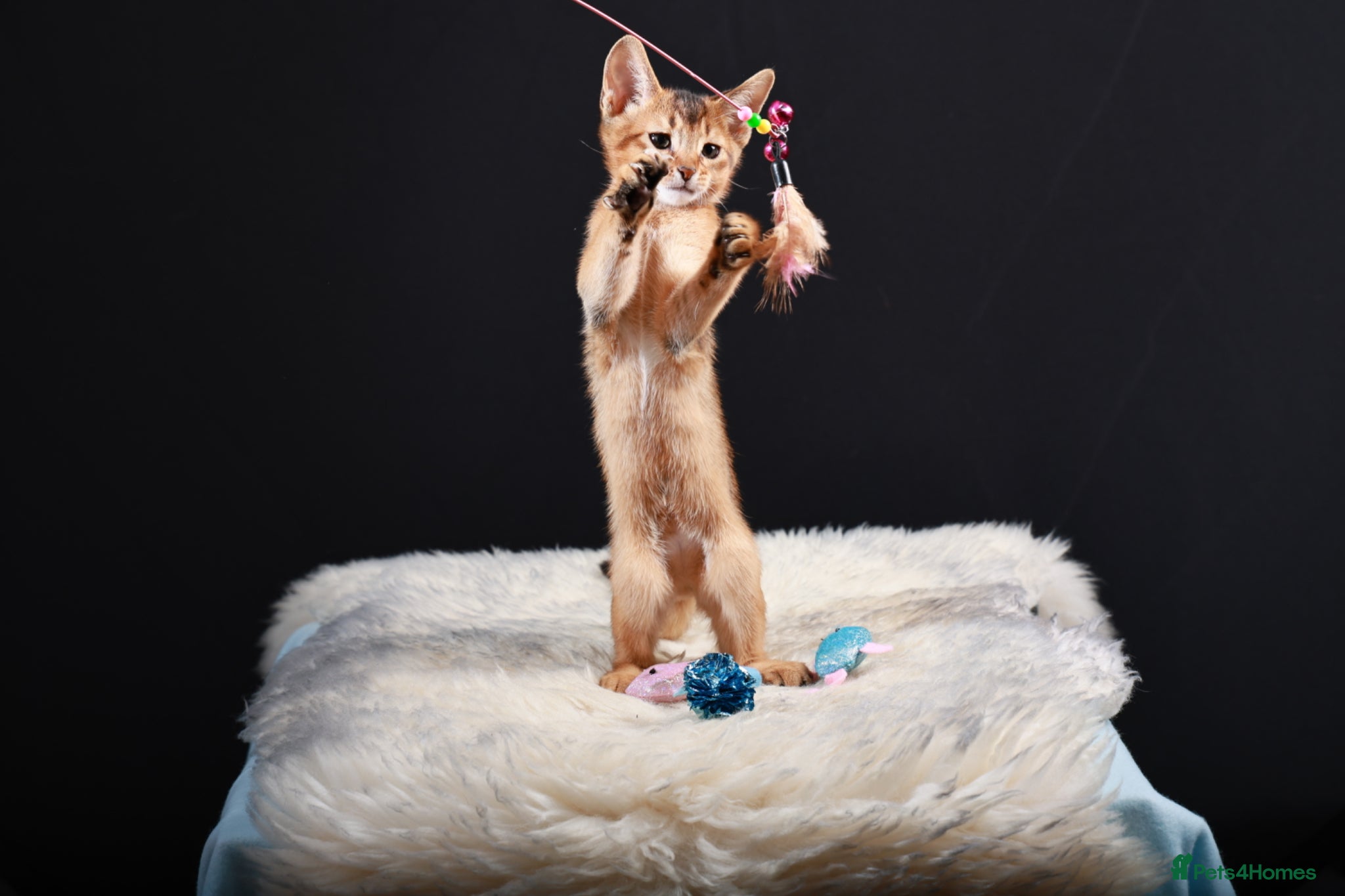 Abyssinian cats TICA reg one gorgeous Ruddy Aby boy left! - Advert 2