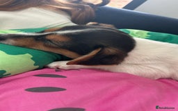 Mixed Breed dogs for sale: Chihuahua Cross Puppy - Image 3