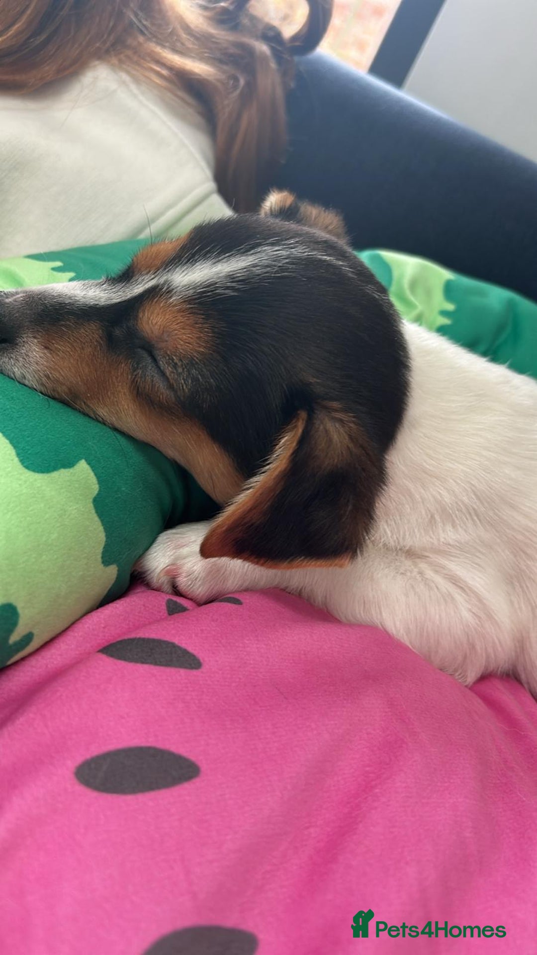 Mixed Breed dogs for sale: Chihuahua Cross Puppy - Image 3