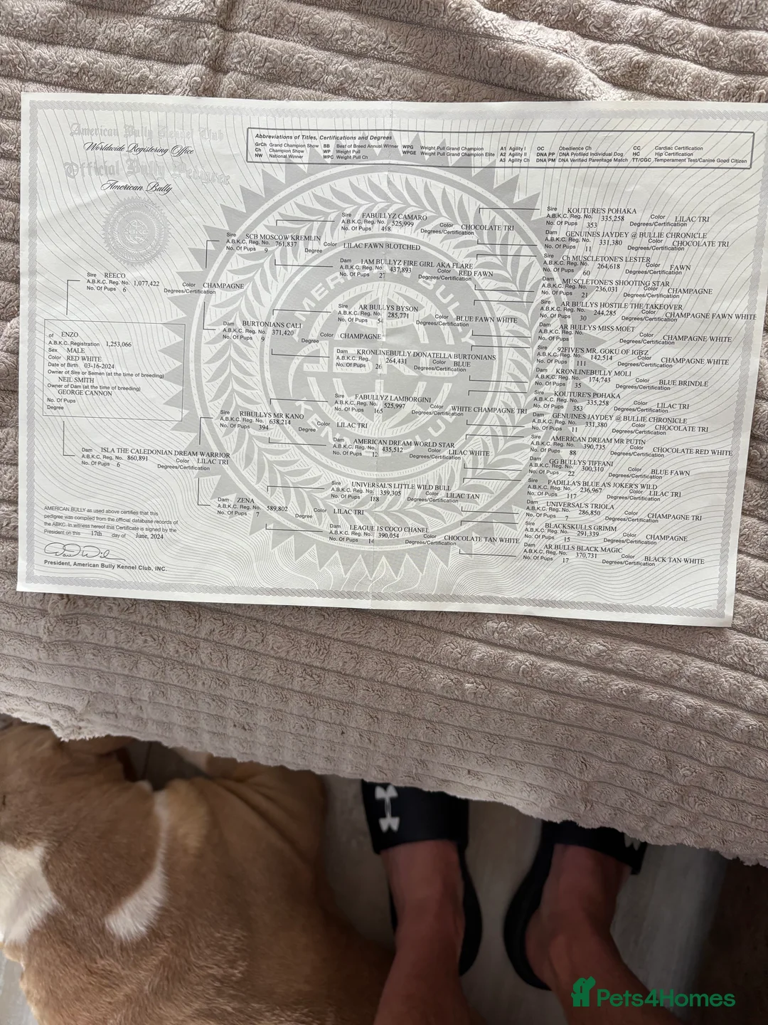 American Bully dogs for stud: American pocket bully  - Advert 21