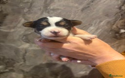 Parson Russell dogs for sale: Gorgeous Parson x Jack Russell’s  - Image 2
